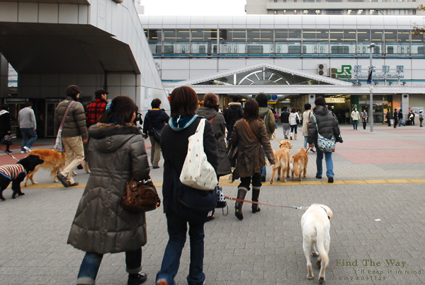 【犬的散歩日和】横浜・汽車道　２／２ 〜 開港の道_f0054594_1337277.jpg