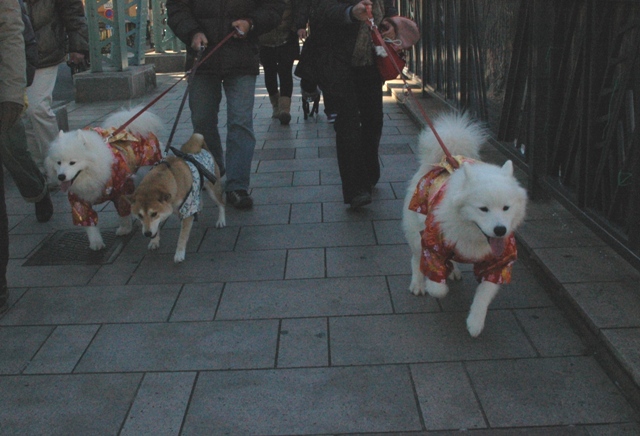 富岡八幡宮～♪　　　1月Ⅰ日　[金]_e0018604_21333980.jpg