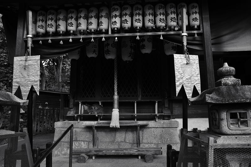 街角ニャンコ・顔出しNG_f0032011_15115456.jpg