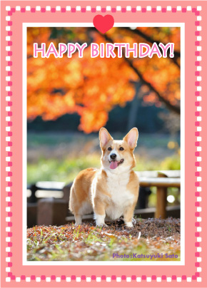 ネスタベビーちゃん、はなちゃん、お誕生日おめでとう♪_d0102523_14575963.jpg