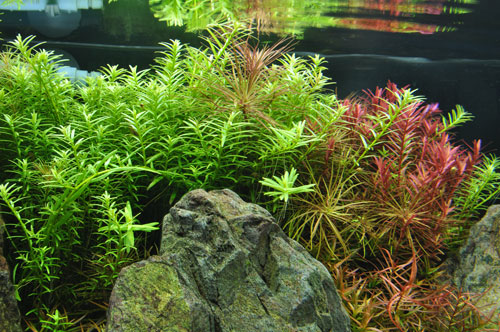 明けましておめでとうございます 1cmリセット直前水草一番サンド総括 Aqualiving