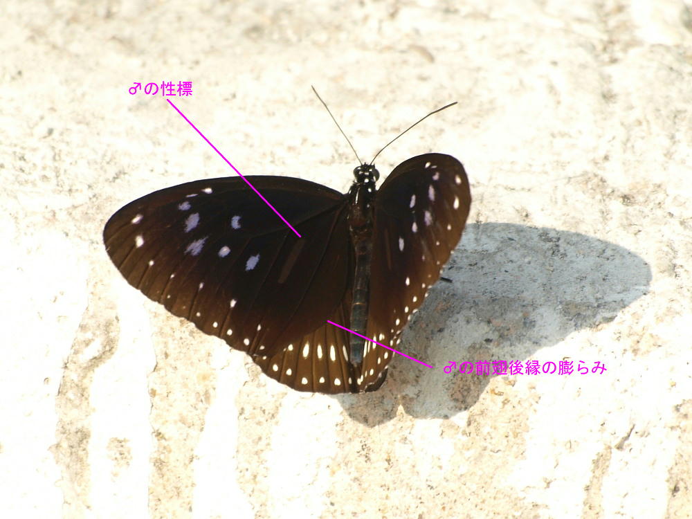 香港の蝶 その7☆マダラチョウ科 似た種類が多いです : 蝶鳥 香港の蝶 その7☆マダラチョウ科 似た種類が多いです : 蝶鳥