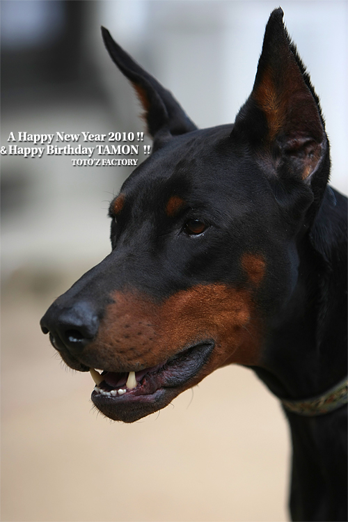 A Happy New Year and Happy Birthday TAMON !_a0034287_0221229.jpg