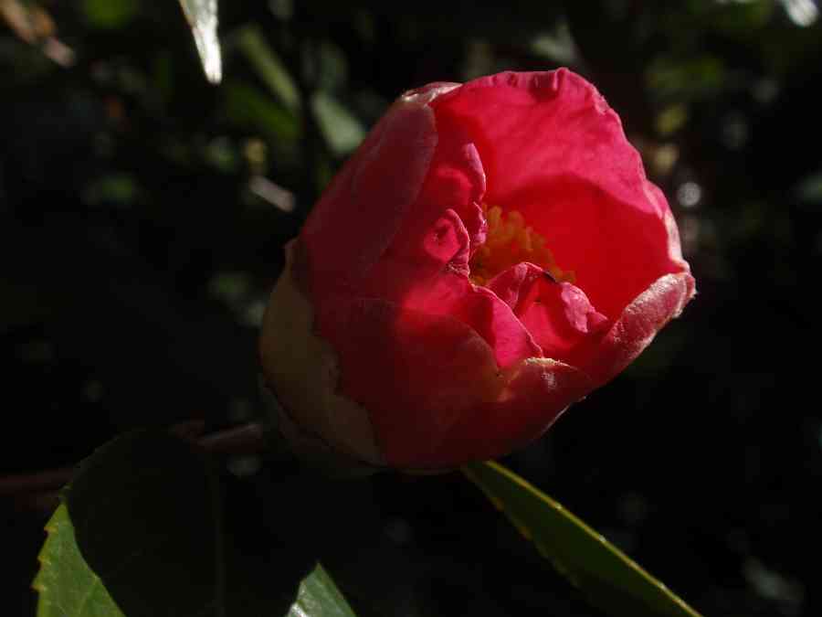 a0152692_13301258.jpg