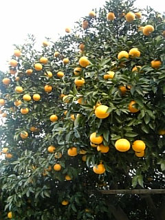 明けまして_a0091095_17134338.jpg