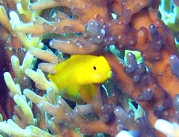 海の中の大きいのや小さいのも新年のご挨拶_a0043520_16585357.jpg