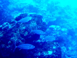 海の中の大きいのや小さいのも新年のご挨拶_a0043520_16594812.jpg