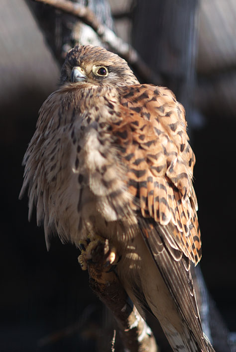 動物園始め_a0091329_20485156.jpg