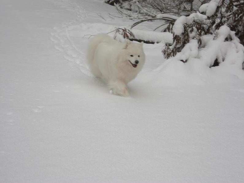 初雪～♪_b0177436_13394793.jpg