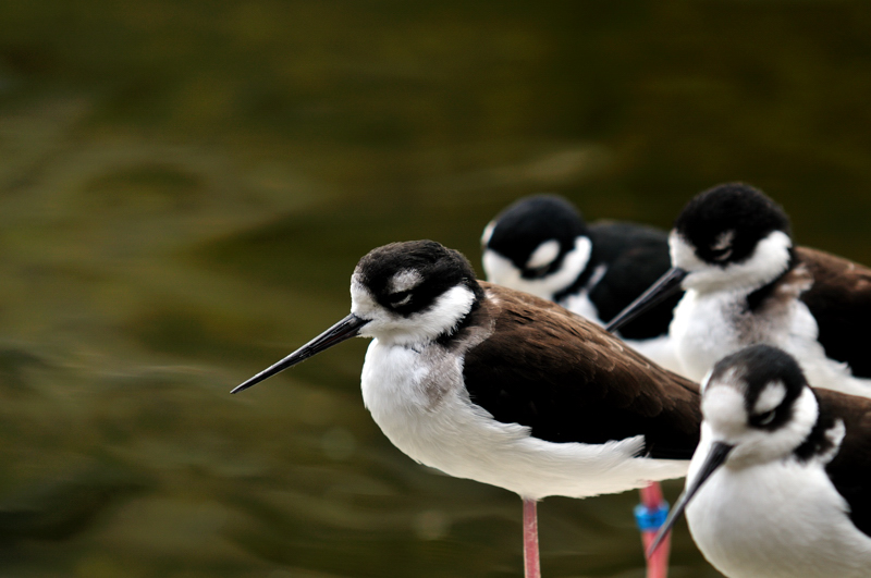 神戸花鳥園_c0226348_149859.jpg