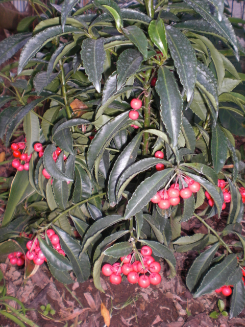 b0157276_15324675.jpg