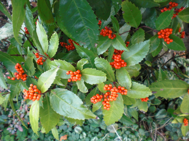 b0157276_15325934.jpg