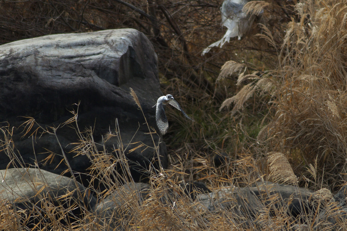 初鳥撮り！鳥見か！？．．．_b0180476_2012142.jpg