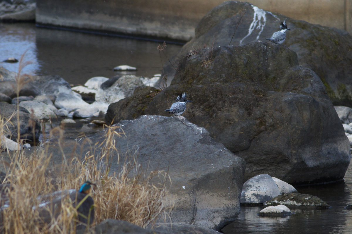 初鳥撮り！鳥見か！？．．．_b0180476_20491.jpg