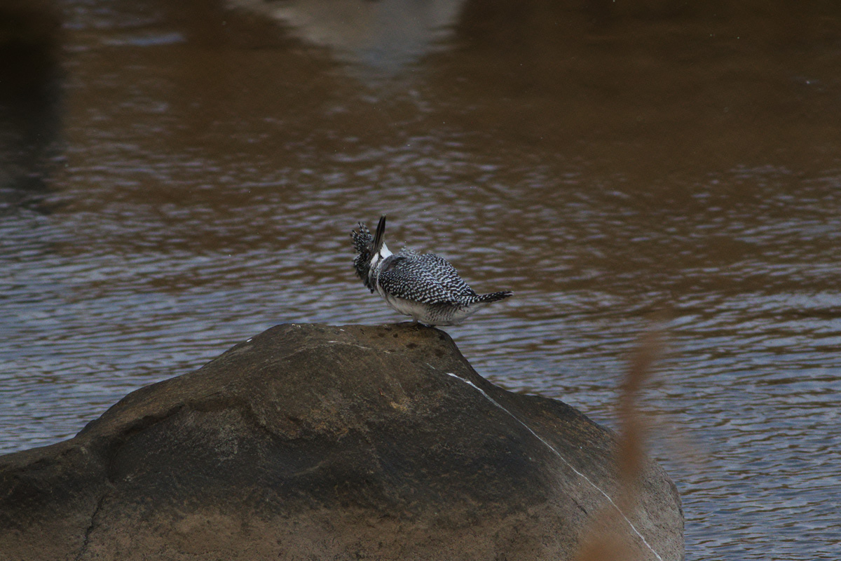 初鳥撮り！鳥見か！？．．．_b0180476_2051339.jpg