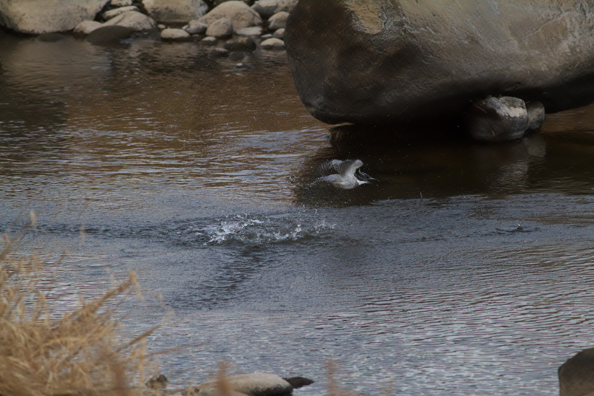 初鳥撮り！鳥見か！？．．．_b0180476_206091.jpg