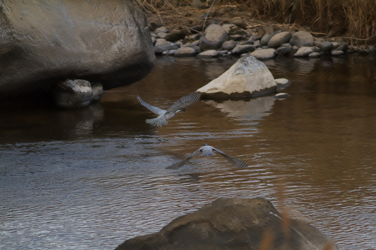 初鳥撮り！鳥見か！？．．．_b0180476_206780.jpg