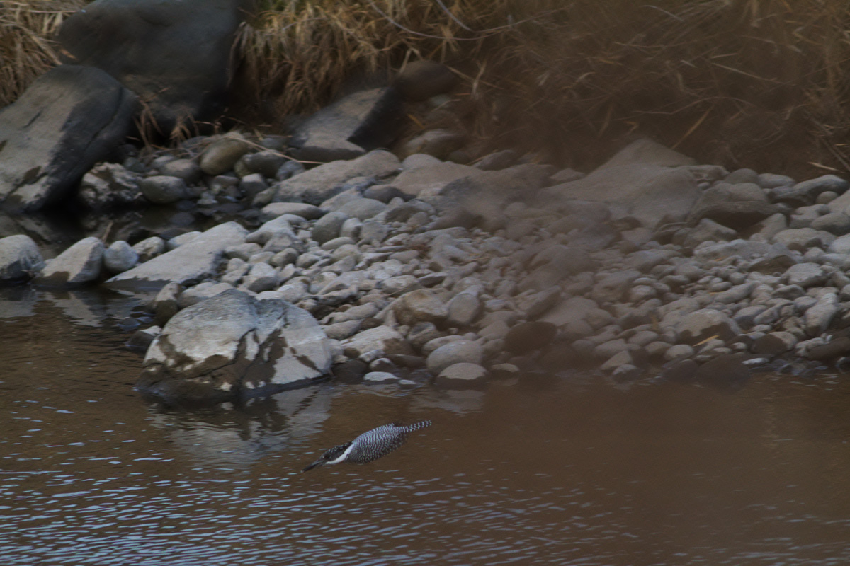 初鳥撮り！鳥見か！？．．．_b0180476_207536.jpg