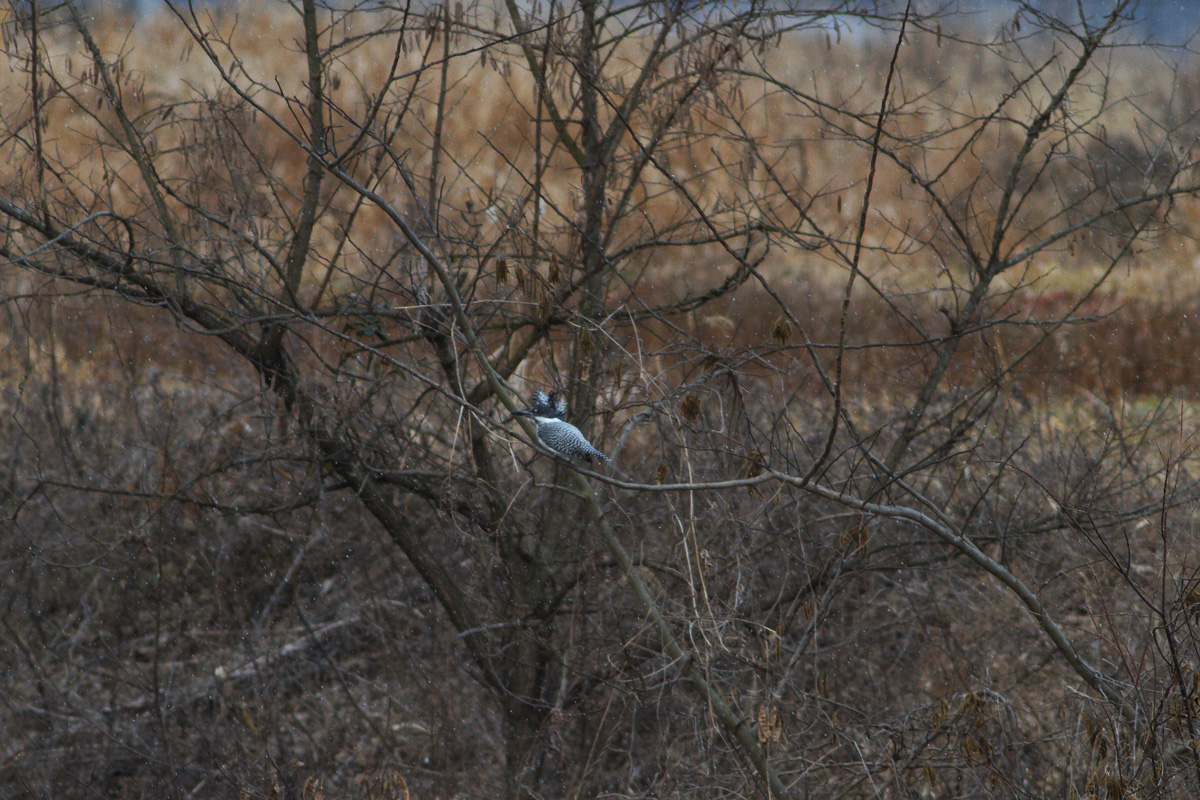 初鳥撮り！鳥見か！？．．．_b0180476_2084085.jpg