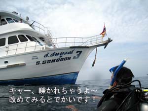 2010年、初潜りはシミランで！_f0144385_0103689.jpg