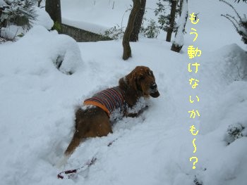 雪遊び・・・・・♪_f0205887_2005637.jpg