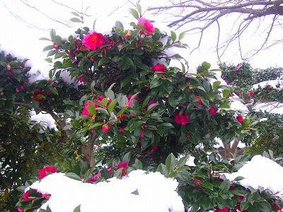 f0197504_70351.jpg