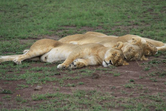 ケニアで動物三昧～ライオンとジョセフ編_c0094808_23173924.jpg