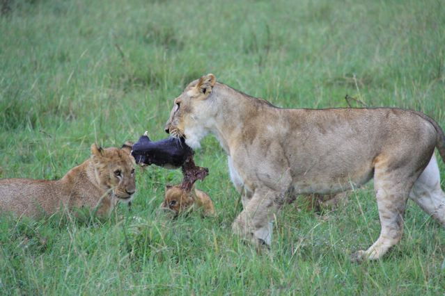 ケニアで動物三昧～ライオンとジョセフ編_c0094808_23211516.jpg