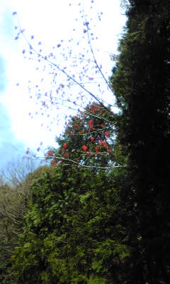 c0180209_1613979.jpg