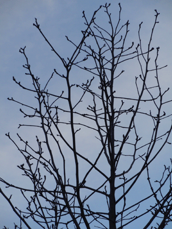 b0176111_1783516.gif