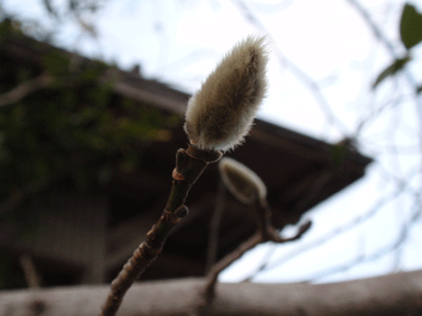 b0176111_1785121.gif