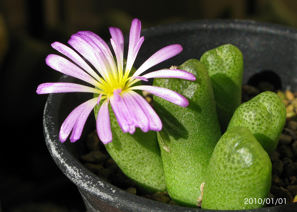 conocono's コノフィツム モノグラフ