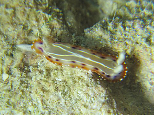 c0070933_20195387.jpg