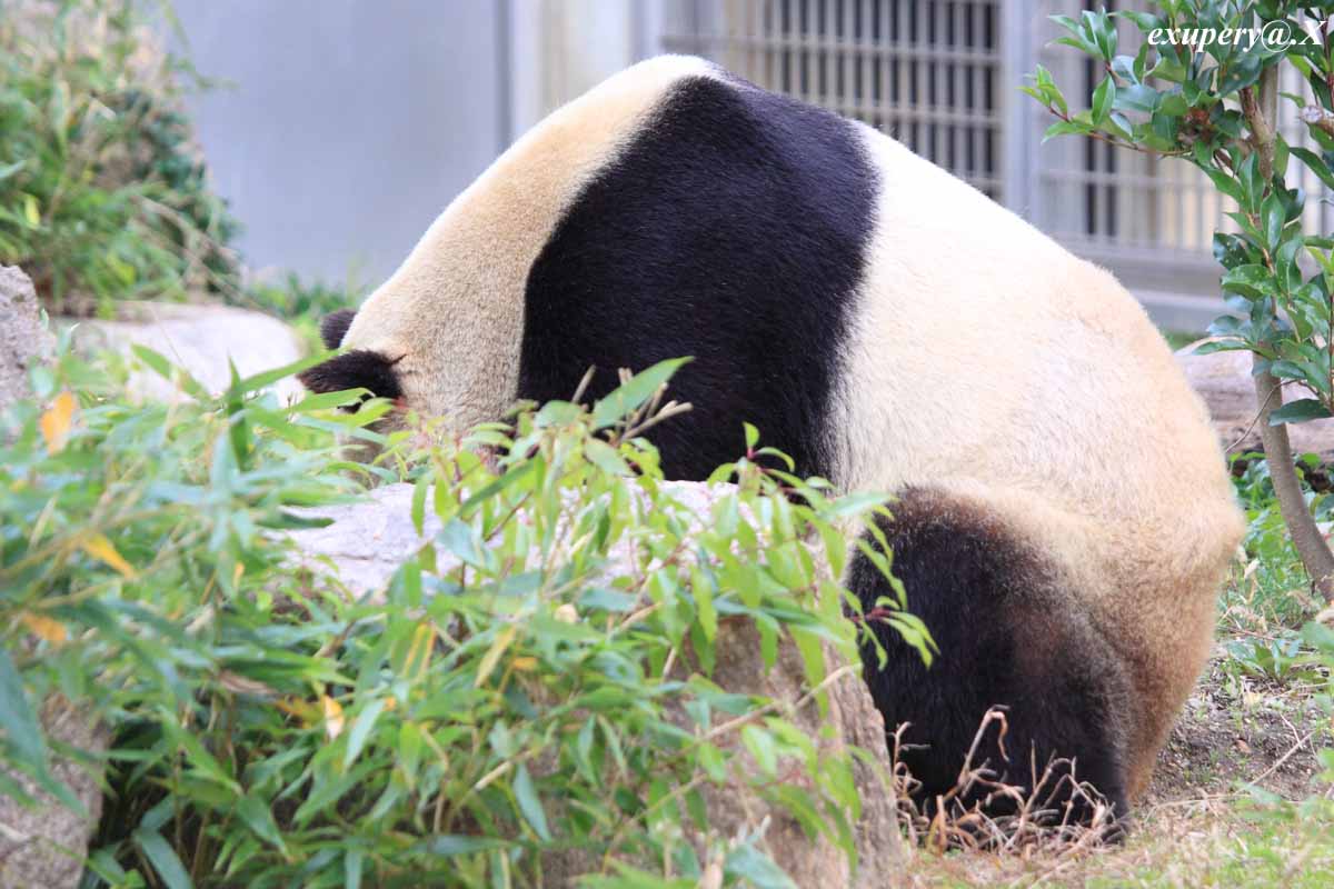 またまた王子動物園の星ジャイアントパンダ_e0195337_20584162.jpg