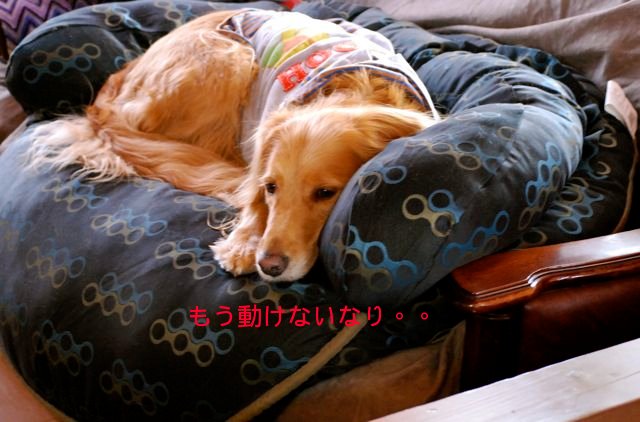 f0039538_20344569.jpg