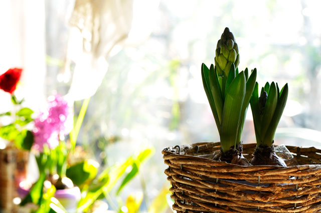 ヒヤシンスの花言葉は 悲しみを超えた愛 生きる歓び Plaisir De Vivre 人生はつらし されど愉しく美しく