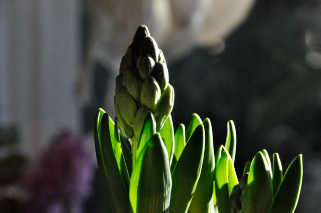 ヒヤシンスの花言葉は 悲しみを超えた愛 生きる歓び Plaisir De Vivre 人生はつらし されど愉しく美しく