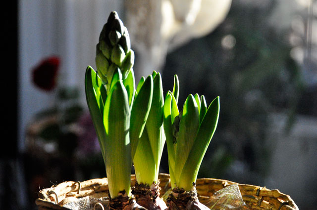 ヒヤシンスの花言葉は 悲しみを超えた愛 生きる歓び Plaisir De Vivre 人生はつらし されど愉しく美しく