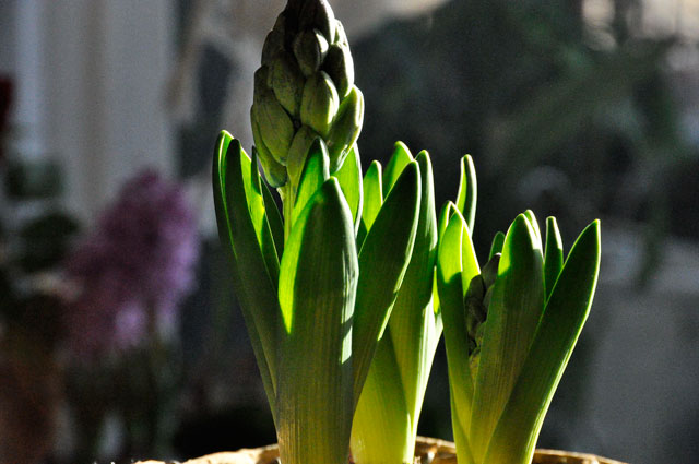 ヒヤシンスの花言葉は 悲しみを超えた愛 生きる歓び Plaisir De Vivre 人生はつらし されど愉しく美しく