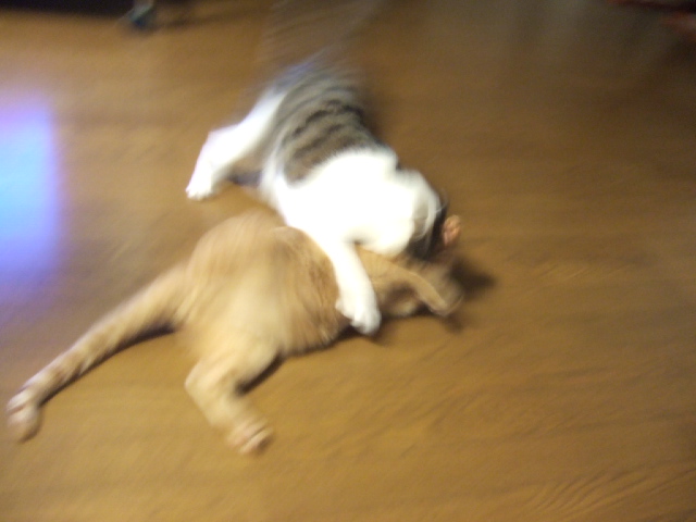 c0086766_1352374.jpg