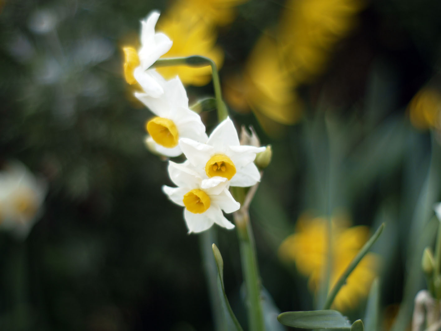 冬に咲く花たち フォトン
