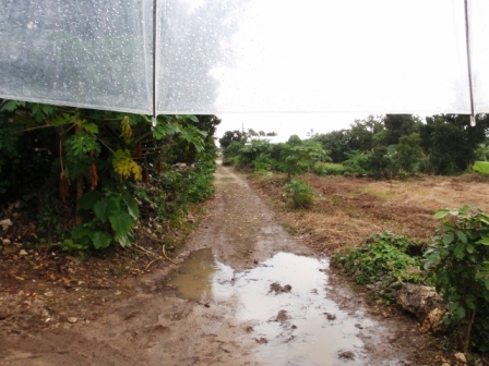 今日の鳩間島　1/3（日）　曇り時々雨一時晴れ間_b0165698_17541340.jpg