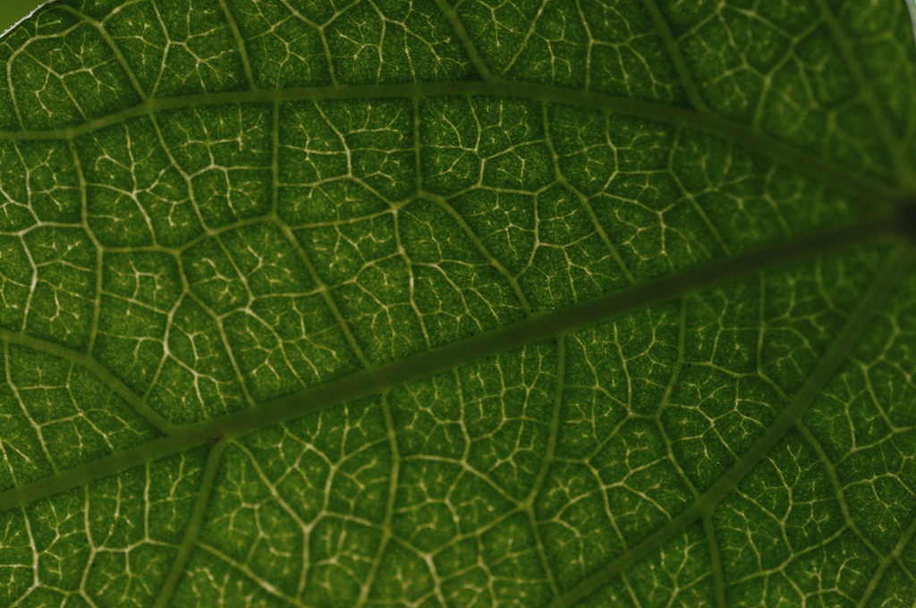 東山動植物園_a0146000_11231298.jpg