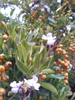 c0037701_2314444.jpg