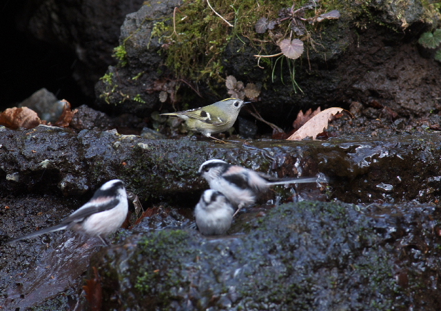 お山の野鳥たち　_f0196803_1949554.jpg