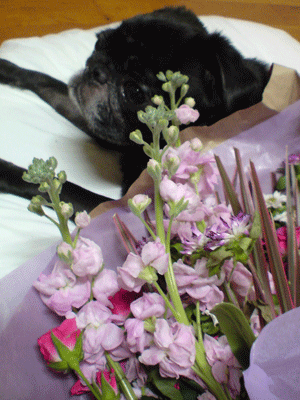 a0074110_2281965.gif