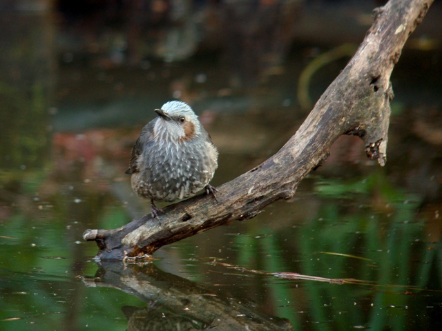 2010年1月4日　初鳥撮りはいつもの池で　in Tokyo_d0129921_22244088.jpg