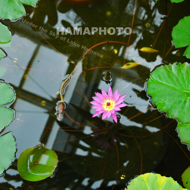 Tropical Water Lily・・・熱帯スイレン_f0099834_17341638.jpg