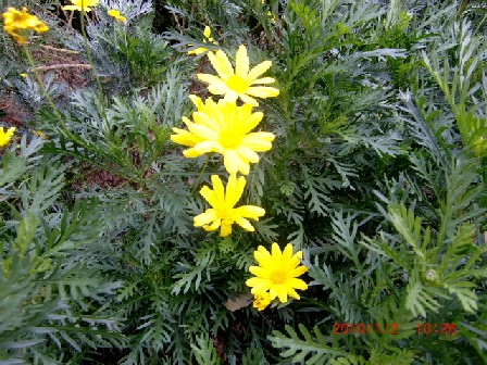 明るい花(植物園)                                 　　　　 渡辺　浩_b0012636_13463396.jpg