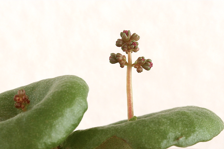 Crassula umbella_a0149642_1621397.jpg